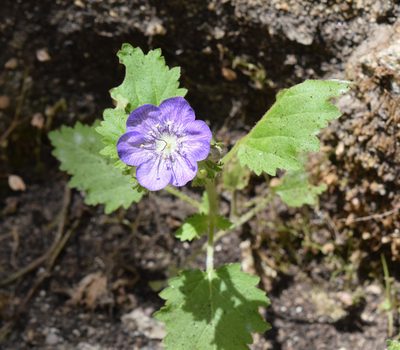 Phacelia grandiflora, photographed by velodrome