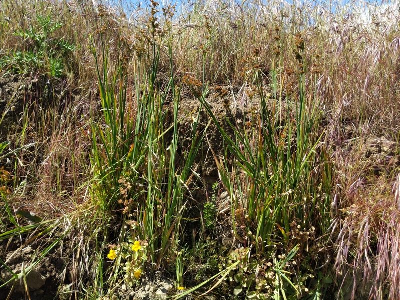 Juncus xiphioides, photographed by Ken-ichi Ueda