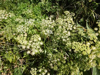 Petroselinum crispum, photographed by Jon Sullivan
