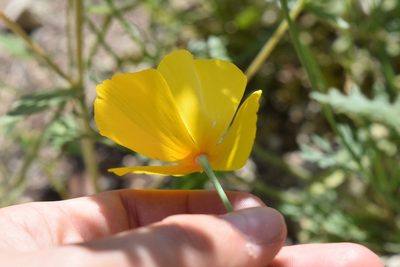 Eschscholzia caespitosa, photographed by velodrome