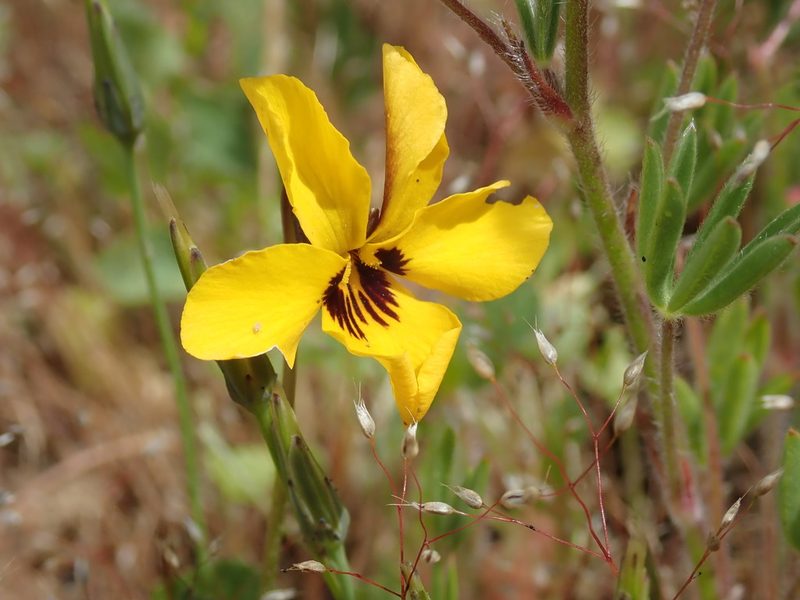 Viola pedunculata, photographed by Henrik Kibak