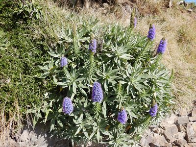 Echium candicans, photographed by Jon Sullivan