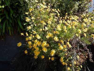 Euryops chrysanthemoides, photographed by Jon Sullivan