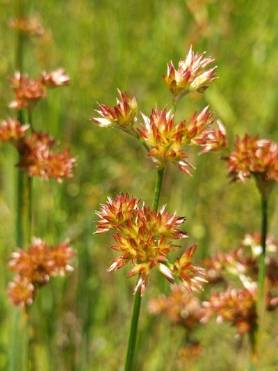 Juncus xiphioides, photographed by Ken-ichi Ueda