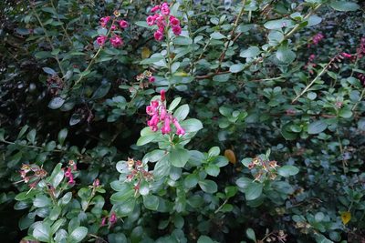 Escallonia rubra, photographed by Jon Sullivan