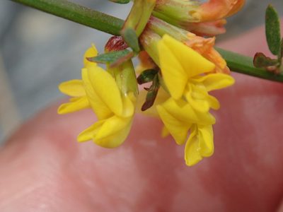 Acmispon glaber, photographed by Henrik Kibak