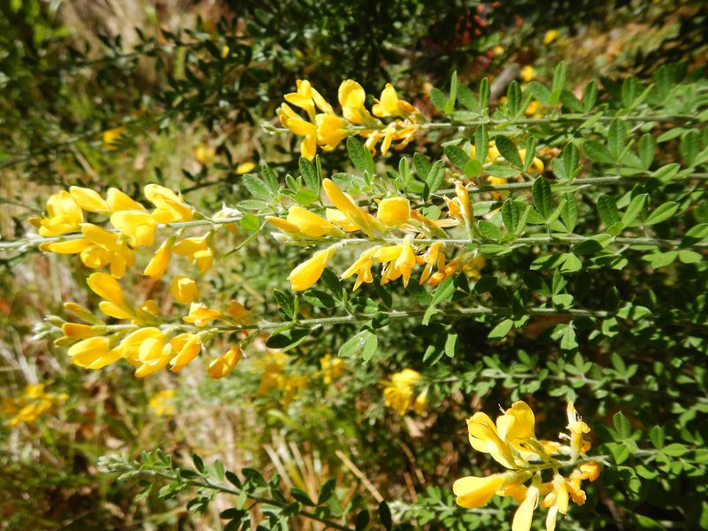 Genista stenopetala, photographed by Jon Sullivan