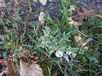 Lobularia maritima, photographed by Jon Sullivan