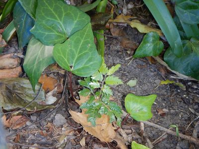 Alectryon excelsus, photographed by Jon Sullivan
