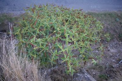 Veronica salicifolia, photographed by Jon Sullivan