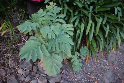 Melianthus major, photographed by Jon Sullivan
