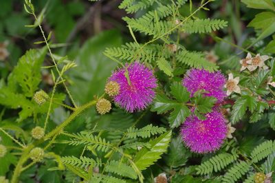 Mimosa nuttallii, photographed by Michelle W. （鍾偉瑋）