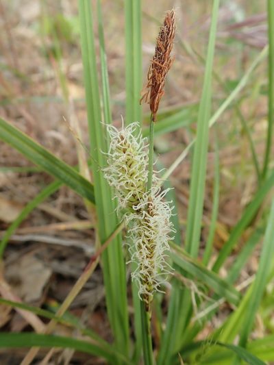 Carex barbarae, photographed by Henrik Kibak