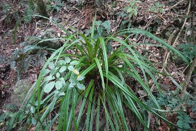 Astelia fragrans, photographed by Jon Sullivan