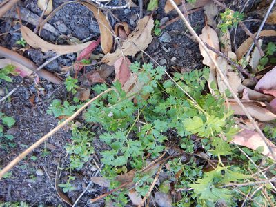 Petroselinum crispum, photographed by Jon Sullivan