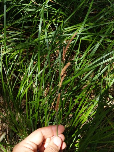 Carex barbarae, photographed by Ken-ichi Ueda