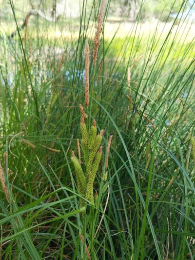 Carex barbarae, photographed by Ken-ichi Ueda