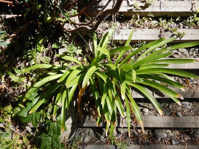 Agapanthus praecox, photographed by Jon Sullivan