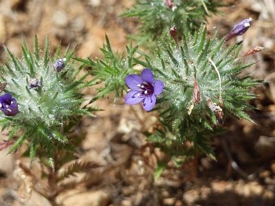 Navarretia pubescens, photographed by Ken-ichi Ueda