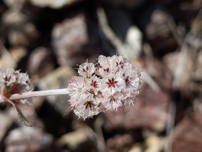 Chorizanthe membranacea, photographed by Ken-ichi Ueda