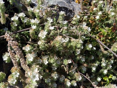 Phacelia distans, photographed by Ken-ichi Ueda