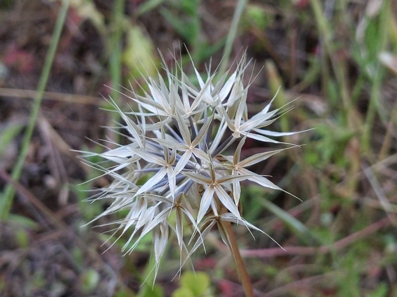 Stebbinsoseris heterocarpa, photographed by Ken-ichi Ueda