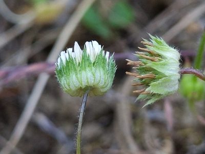 Trifolium microdon, photographed by Ken-ichi Ueda