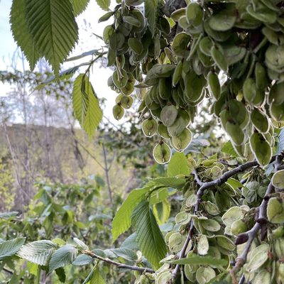 Ulmus americana, photographed by Daryl Nolan