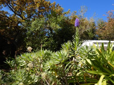 Echium candicans, photographed by Jon Sullivan