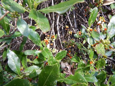Coprosma robusta, photographed by Jon Sullivan