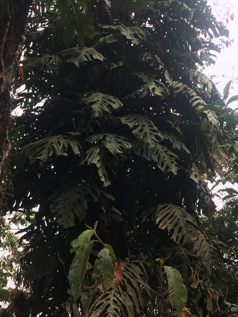 Monstera punctulata, photographed by harrier