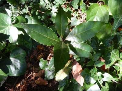 Laurus nobilis, photographed by Jon Sullivan