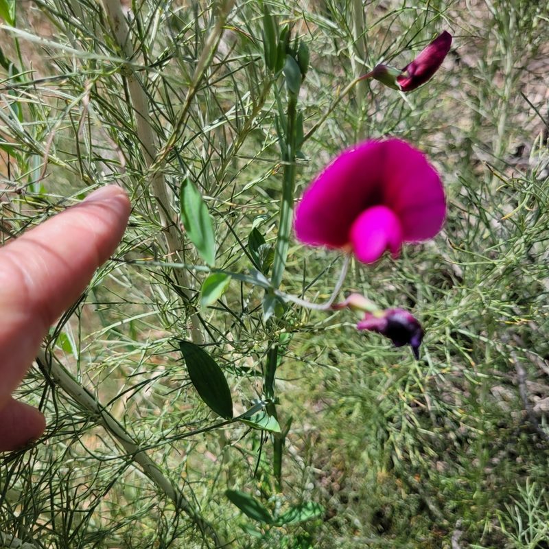 Lathyrus tingitanus, photographed by Dan Horowitz