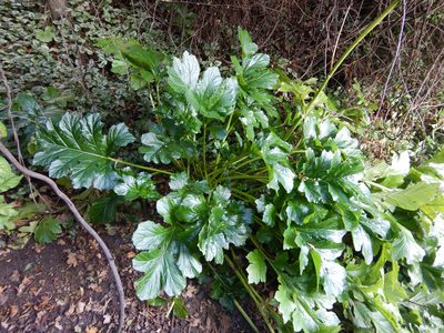 Acanthus mollis, photographed by Jon Sullivan