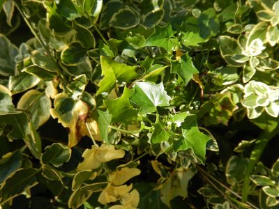 Delairea odorata, photographed by Jon Sullivan