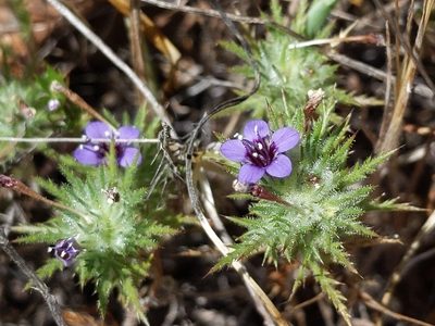 Navarretia pubescens, photographed by Ken-ichi Ueda