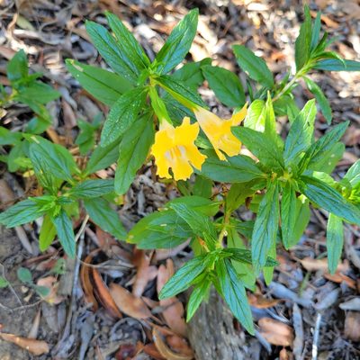 Diplacus longiflorus, photographed by Dan Horowitz