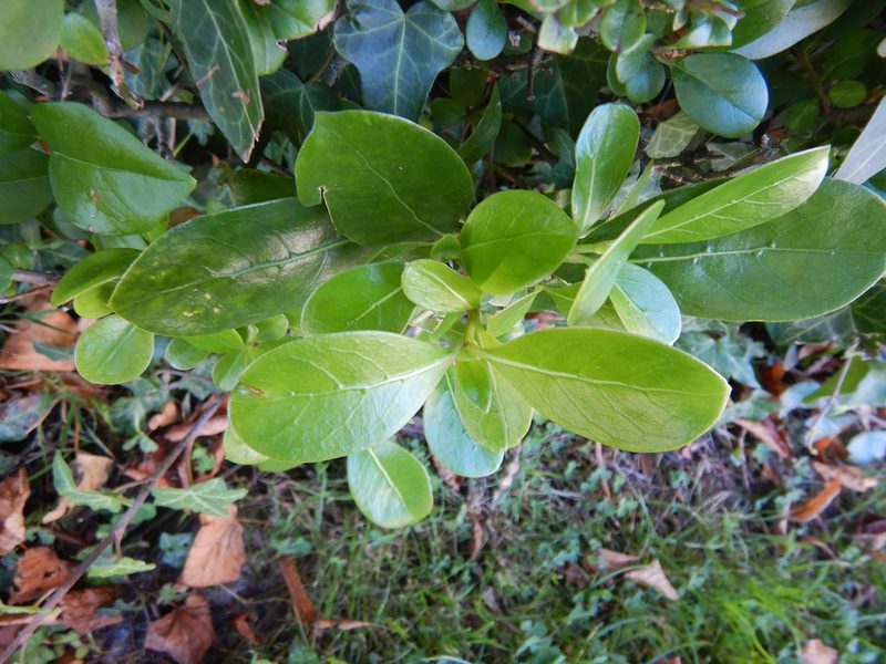 Coprosma lucida, photographed by Jon Sullivan