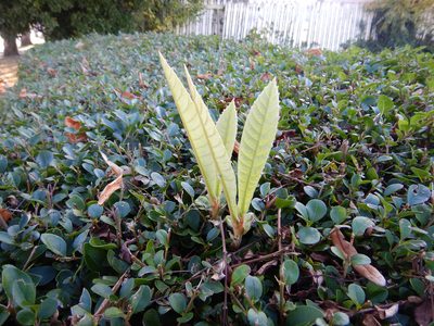 Eriobotrya japonica, photographed by Jon Sullivan