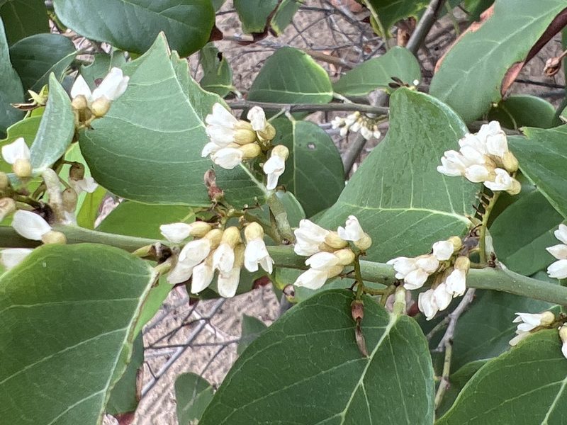 Dalbergia ecastaphyllum, photographed by Alan Weakley