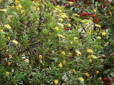 Euryops chrysanthemoides, photographed by Jon Sullivan