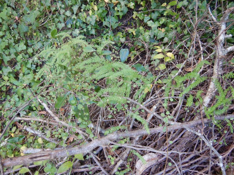 Asparagus scandens, photographed by Jon Sullivan
