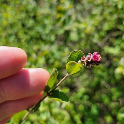 Symphoricarpos mollis, photographed by Dan Horowitz