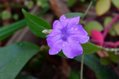 Ruellia breedlovei, photographed by Neptalí Ramírez Marcial