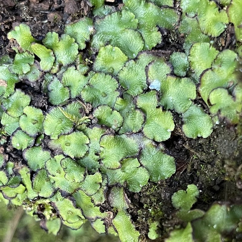 Calasterella californica, photographed by Barbara Banfield