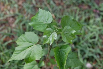 Robinsonella glabrifolia, photographed by Neptalí Ramírez Marcial