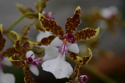 Oncidium leucochilum, photographed by Neptalí Ramírez Marcial