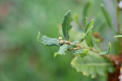 Quercus sebifera, photographed by Neptalí Ramírez Marcial