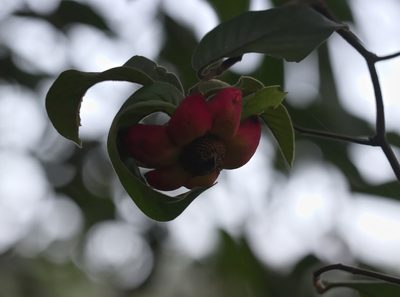 Uvaria grandiflora, photographed by portioid