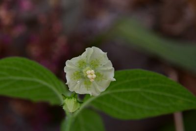 Jaltomata procumbens, photographed by Neptalí Ramírez Marcial
